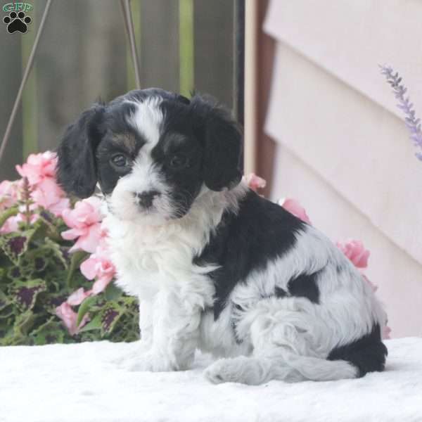 Sport, Cavapoo Puppy